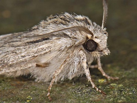 The Sprawler Asteroscopus sphinx