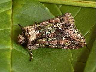 Green-brindled Crescent Allophyes oxyacanthae