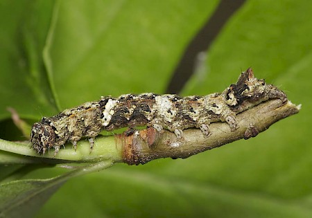 Green-brindled Crescent Allophyes oxyacanthae