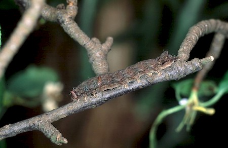 Green-brindled Crescent Allophyes oxyacanthae