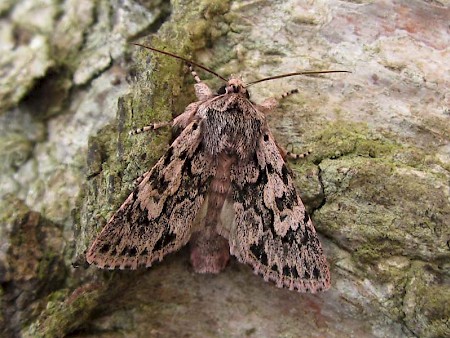 Early Grey Xylocampa areola