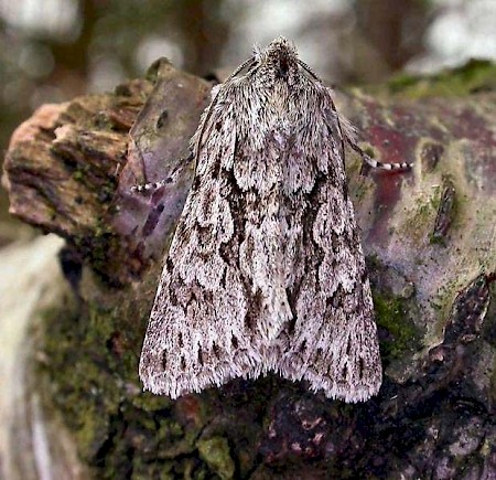 Early Grey Xylocampa areola