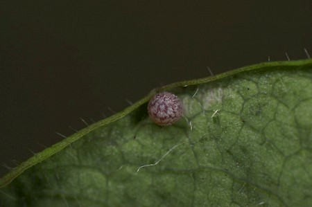 Early Grey Xylocampa areola