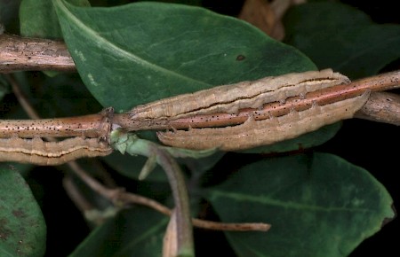 Early Grey Xylocampa areola