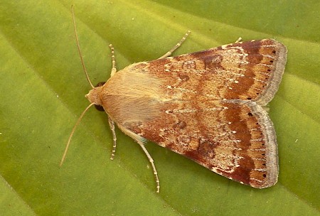 Eastern Bordered Straw Heliothis nubigera