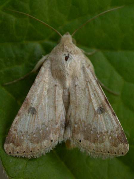 Eastern Bordered Straw Heliothis nubigera