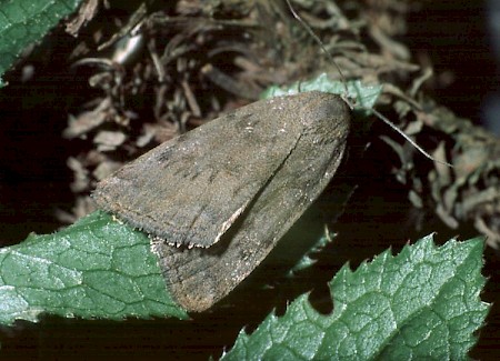 Reddish Buff Acosmetia caliginosa