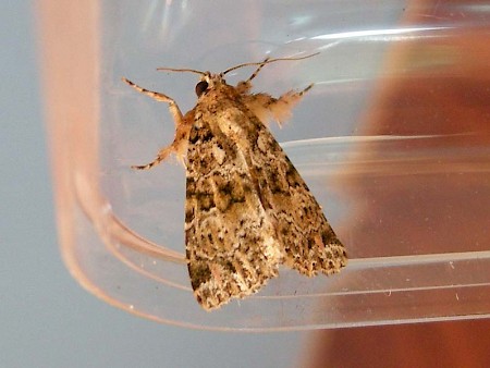 Latreille's Latin Callopistria latreillei