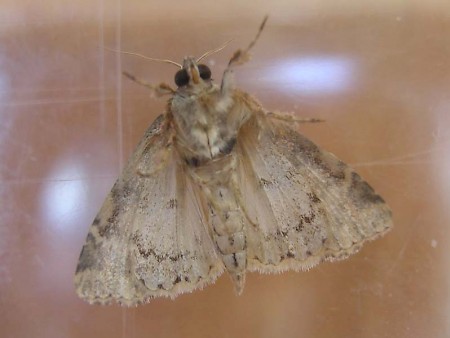 Latreille's Latin Callopistria latreillei