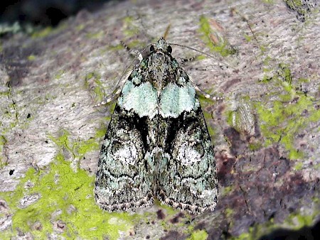 Tree-lichen Beauty Cryphia algae