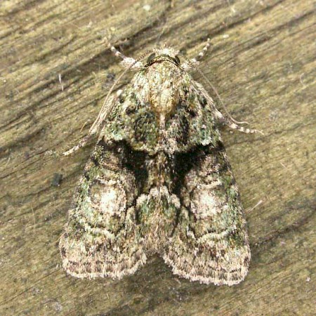 Tree-lichen Beauty Cryphia algae