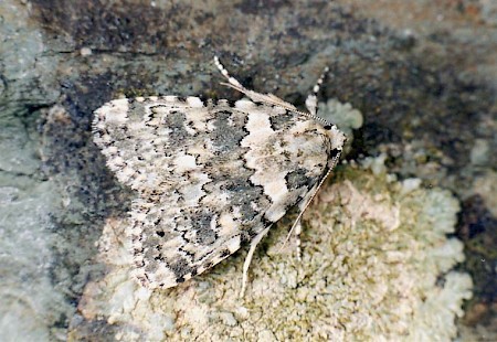 Marbled Beauty Bryophila domestica