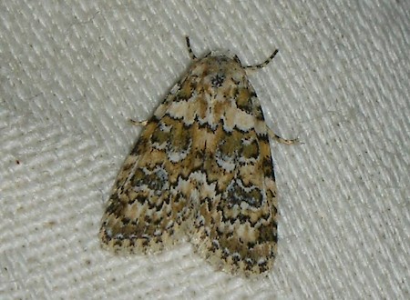 Marbled Beauty Bryophila domestica