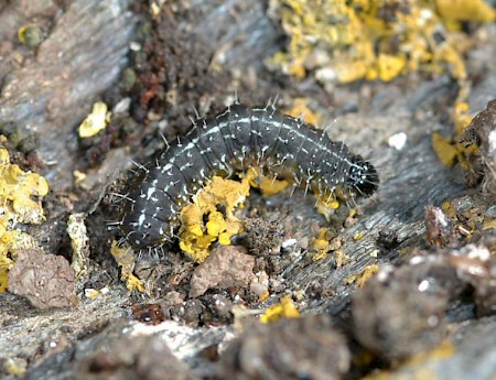 Marbled Green Nyctobrya muralis