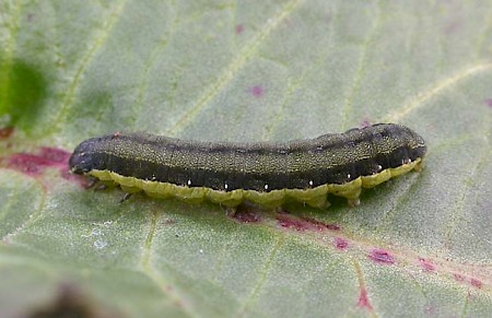 Small Mottled Willow Spodoptera exigua