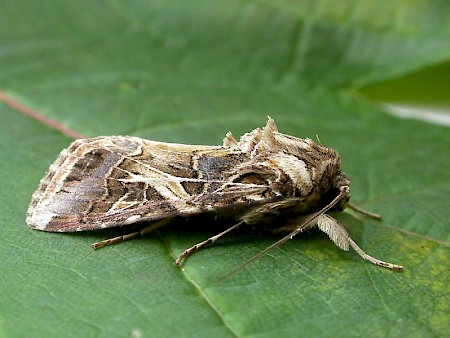 Mediterranean Brocade Spodoptera littoralis