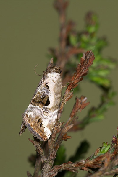 Rosy Marbled Elaphria venustula