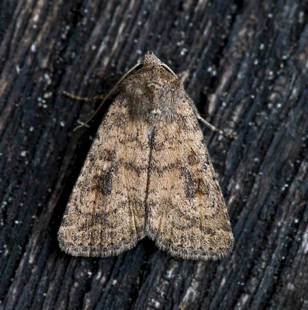 Mottled Rustic Caradrina morpheus