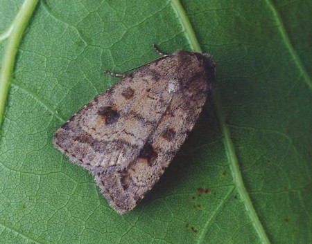 Mottled Rustic Caradrina morpheus