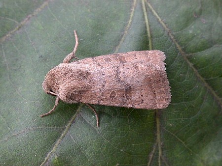 The Uncertain Hoplodrina octogenaria