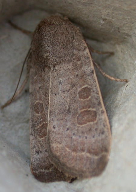 Vine's Rustic Hoplodrina ambigua