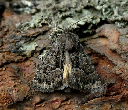 Adult &bull; Williamhope SSSI, Selkirkshire &bull; &copy; Malcolm Lindsay
