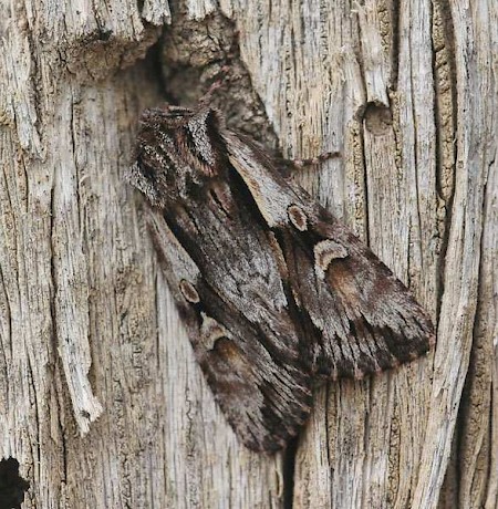 Pale-shouldered Cloud Chloantha hyperici