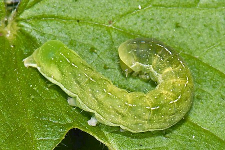 Angle Shades Phlogophora meticulosa