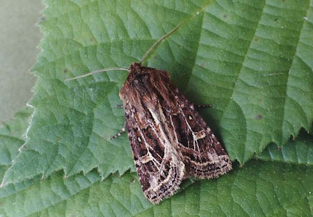 Haworth's Minor Celaena haworthii