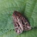 Adult • Littleborough, Lancs • © Ian Kimber