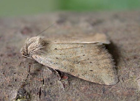 Small Dotted Buff Photedes minima