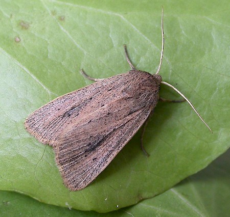 Fenn's Wainscot Protarchanara brevilinea