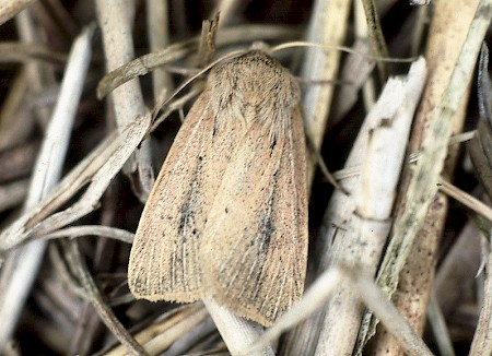 Fenn's Wainscot Protarchanara brevilinea