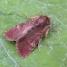 Adult, ab. combusta • Thornham, East Suffolk • © Nigel Whinney