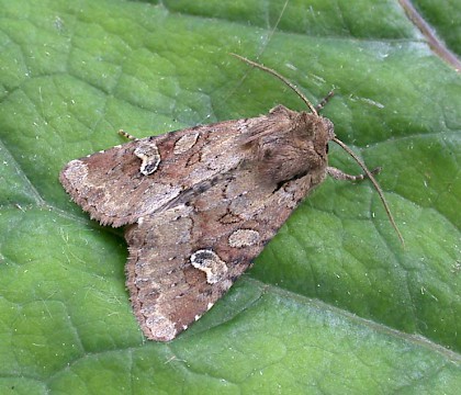 Adult &bull; Redgrave & Lopham Fen, Norfolk &bull; &copy; Nigel Whinney