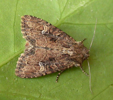 Small Clouded Brindle Apamea unanimis