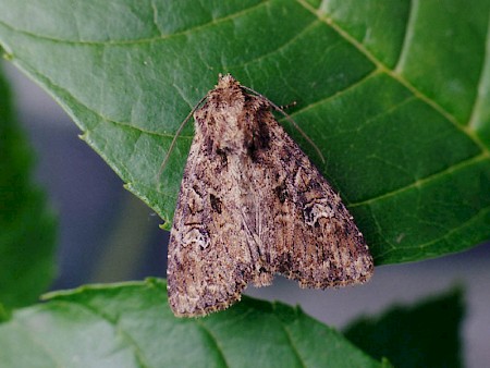 Small Clouded Brindle Apamea unanimis