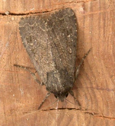 Crescent Striped Apamea oblonga