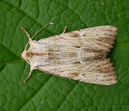 Adult &bull; Chorlton, Gtr. Manchester, reared from larva &bull; &copy; Ben Smart
