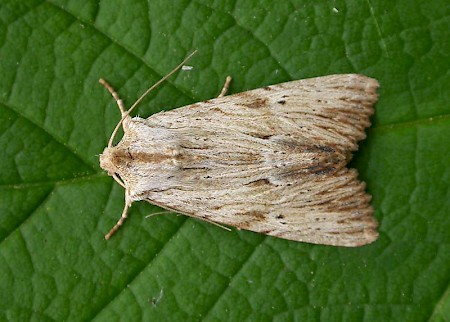 Light Arches Apamea lithoxylaea