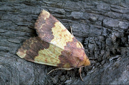 Barred Sallow Tiliacea aurago