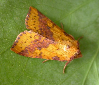 Adult &bull; Chorlton, Gtr. Manchester, reared from larva &bull; &copy; Ben Smart