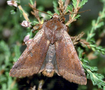 Adult &bull; New Forest, Hampshire, October 2003 &bull; &copy; David Green