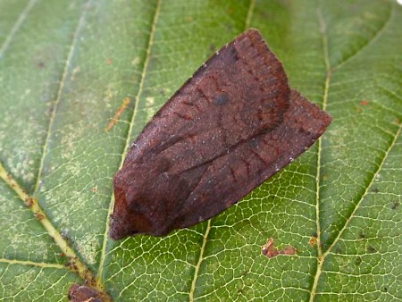 Dark Chestnut Conistra ligula