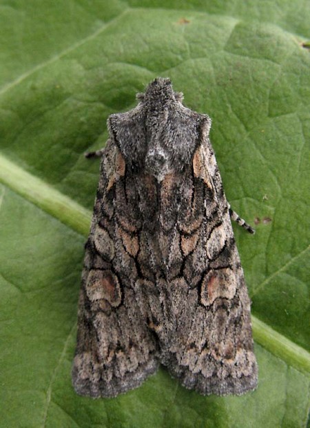 Softly's Shoulder-knot Lithophane consocia