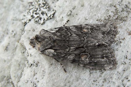 Softly's Shoulder-knot Lithophane consocia