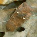 Adult • Monk's Wood NNR, Cambs. • © Nick Greatorex-Davies