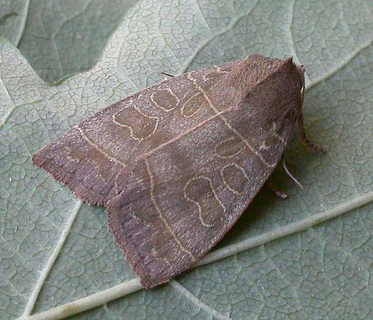 Adult &bull; Eye, Suffolk &bull; &copy; Paul Kitchener