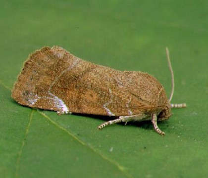 Adult &bull; &copy; Paul Harris