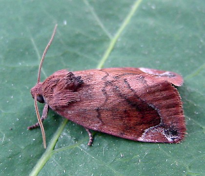 Adult &bull; Ketton Quarry, Rutland, Leics. &bull; &copy; Mark Skevington